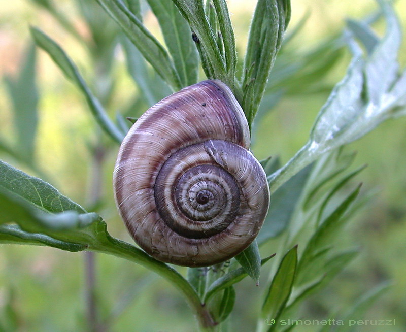 Gastropode